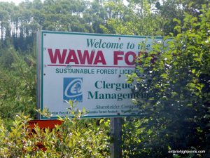 Welcome to the Wawa Forest