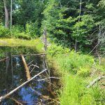 Trail crosses over an old beaver dam