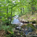 Creek near White's Lake