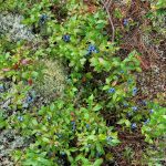 Blueberries along the trail