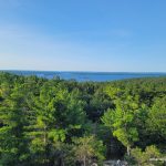 White pines and Lake Huron